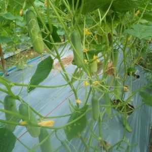 ตัวอย่าง แตงกวา โมเดิร์นไนน์ 3