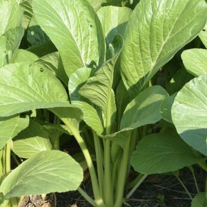 เมล็ดกวางตุ้ง สไบนาง