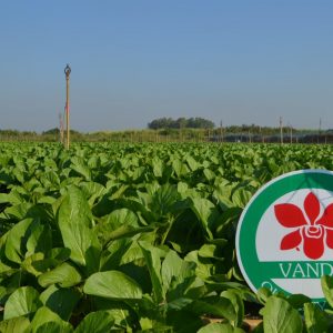 เมล็ดกวางตุ้ง สไบนาง